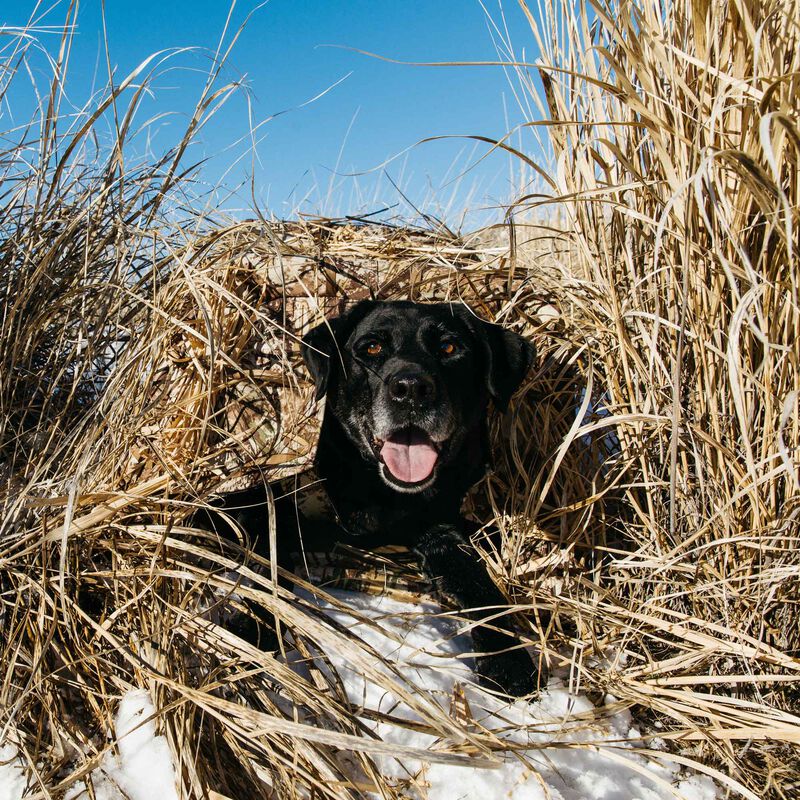 Tanglefree Little Buddy Dog Blind image number 10