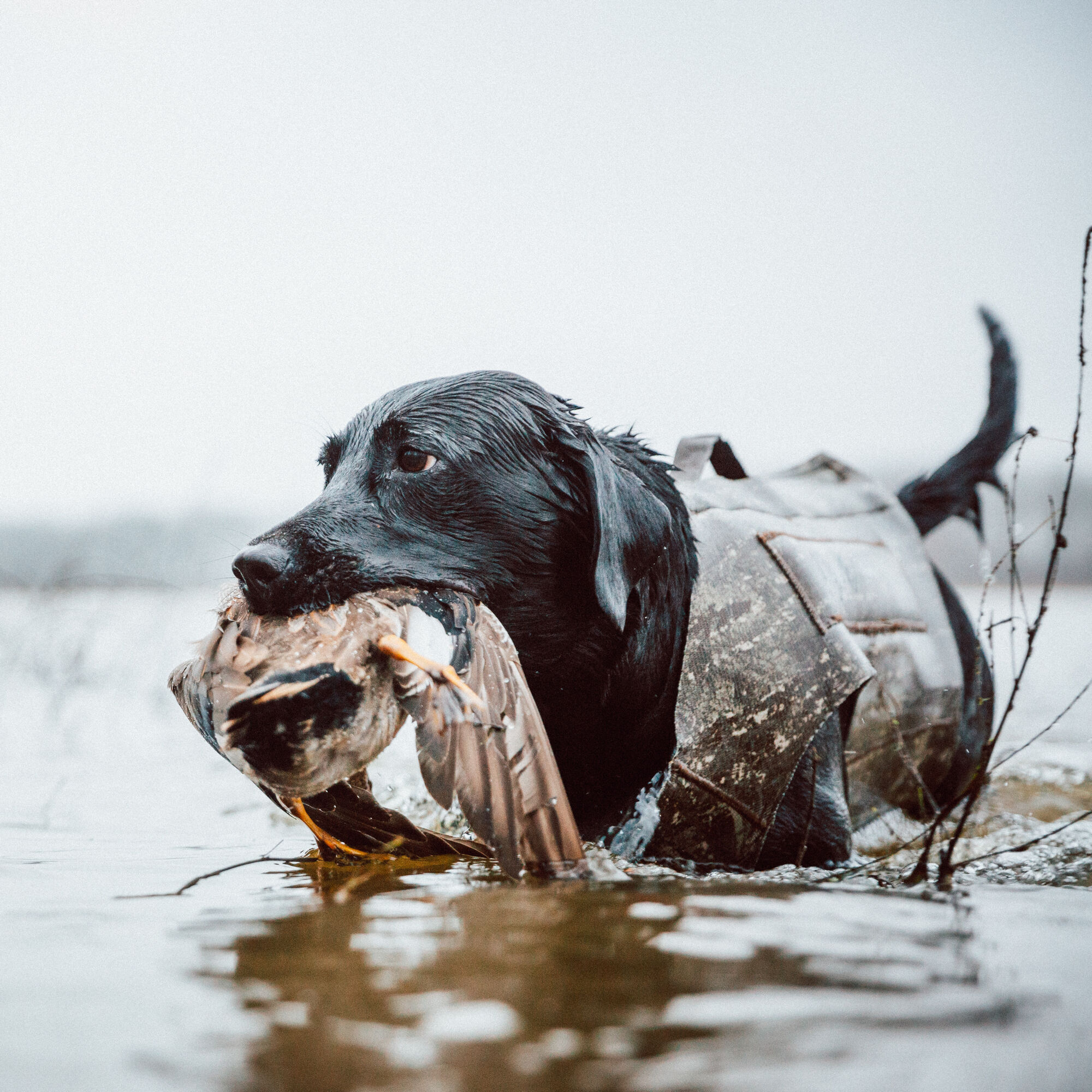Waterfowl dog 2025 vest