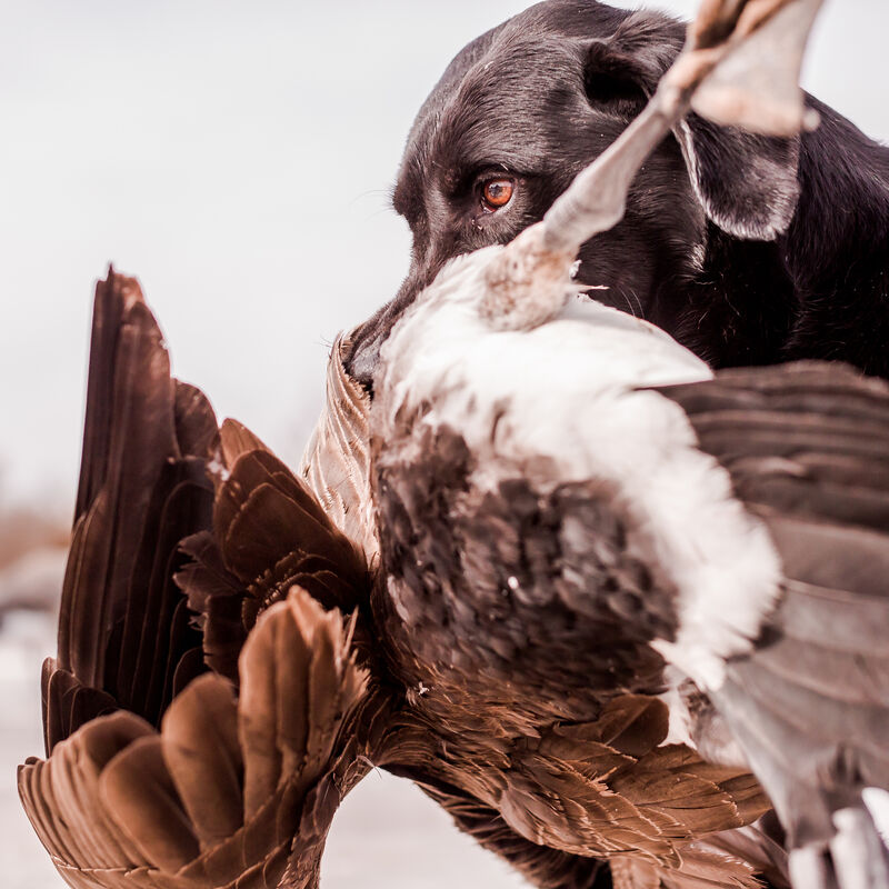 MeatEater Experiences - Waterfowl Hunting (Deposit) image number 7