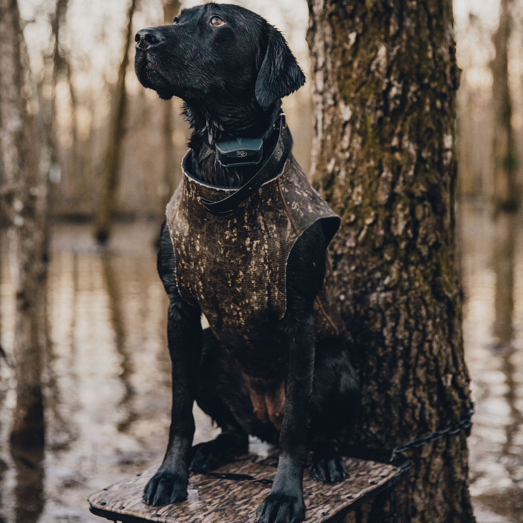 Hunting shop dog jackets