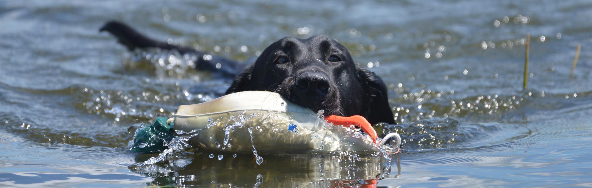 Dog Supplies