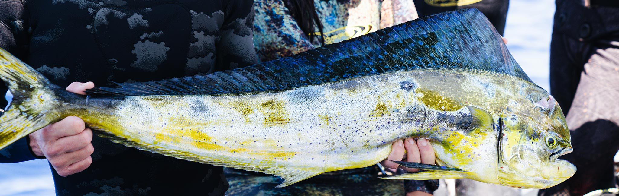 Hawaii Spearfishing